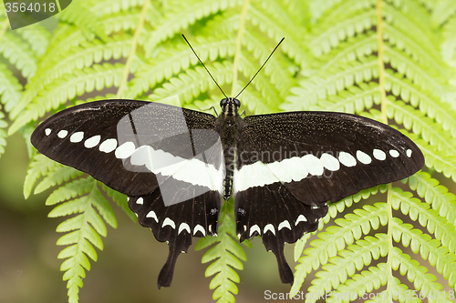 Image of beautiful dark butterfly with white strip