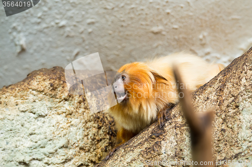 Image of Golden Lion Tamarin