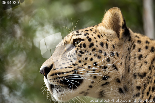 Image of head shot of Persian leopard