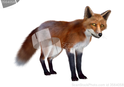 Image of Red Fox