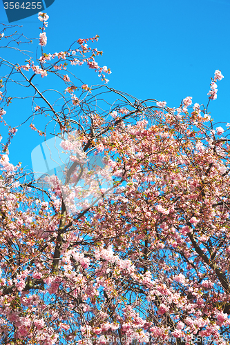 Image of in london park the pink tree and blossom  natural