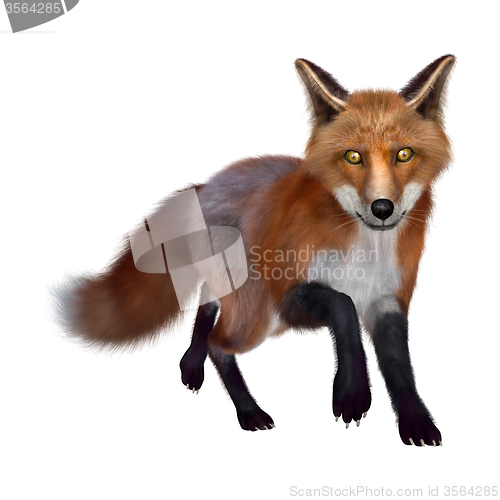 Image of Red Fox