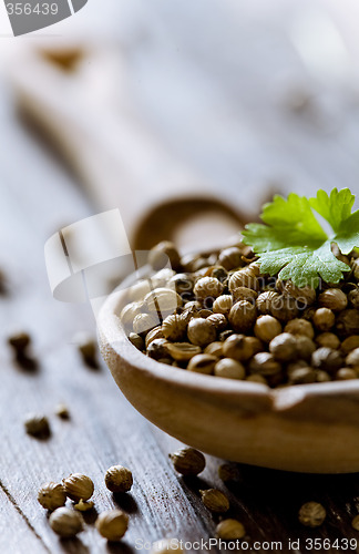 Image of coriander seeds