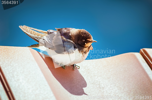 Image of Swallow