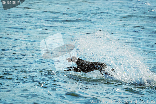 Image of Dog and Sea