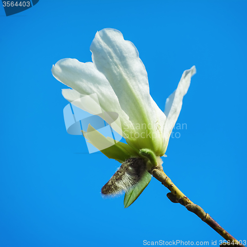 Image of Magnolia Flower