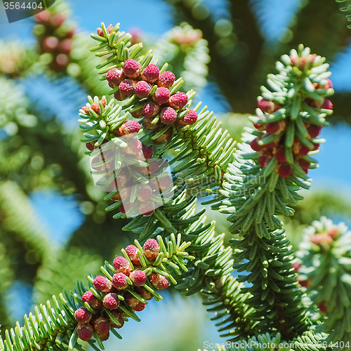 Image of Spanish Fir 