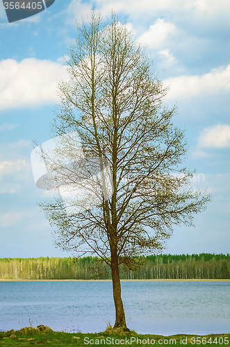 Image of Bare Tree