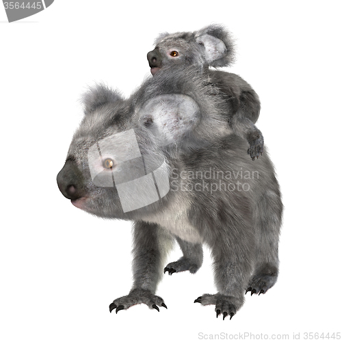 Image of Koalas