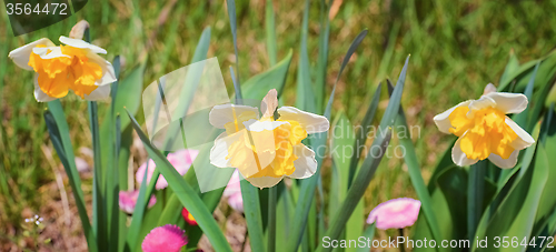 Image of Narcissus