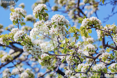 Image of ?herry-plum Flowers