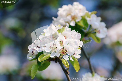 Image of ?herry-plum Flowers