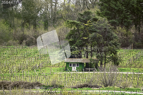 Image of Vineyard