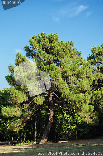 Image of Coniferous Tree 