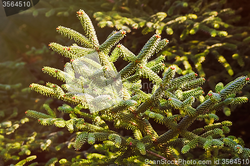 Image of Coniferous Tree