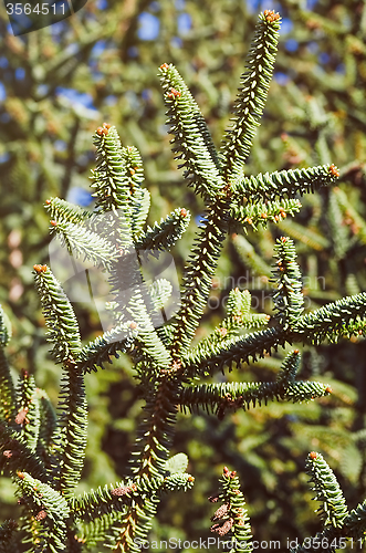 Image of Coniferous Tree