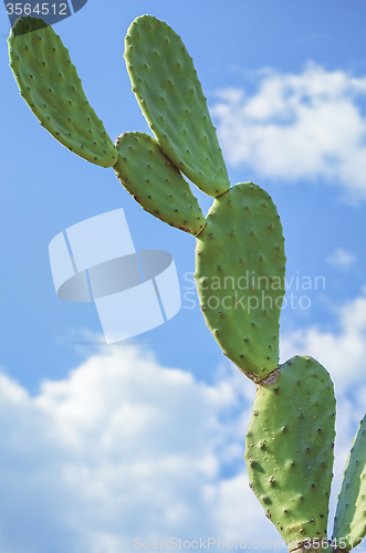 Image of Cactus