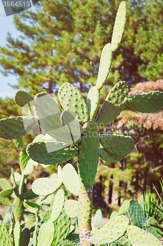 Image of Cactus