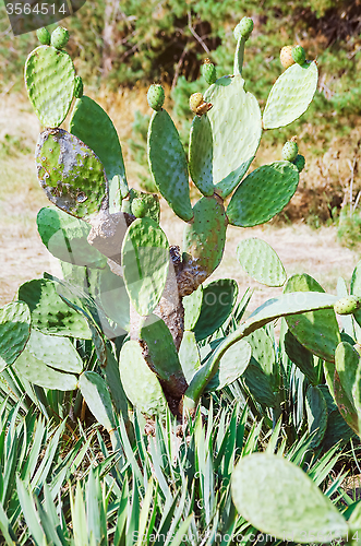 Image of Cactus