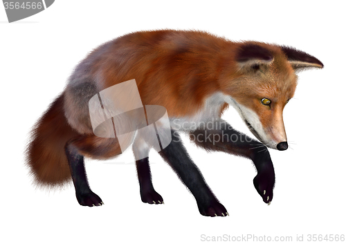 Image of Red Fox