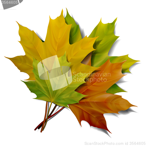 Image of Realistic green and yellow maple leaves