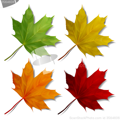 Image of Set of Realistic maple leaves