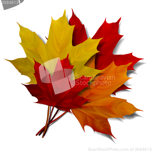 Image of Realistic red maple leaf 