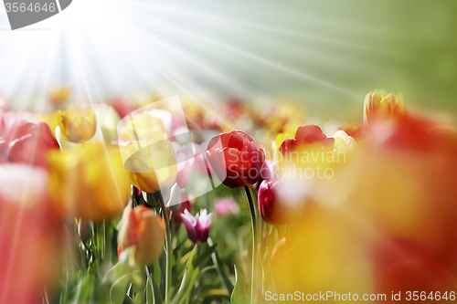 Image of multicolor tulips in the morning sun