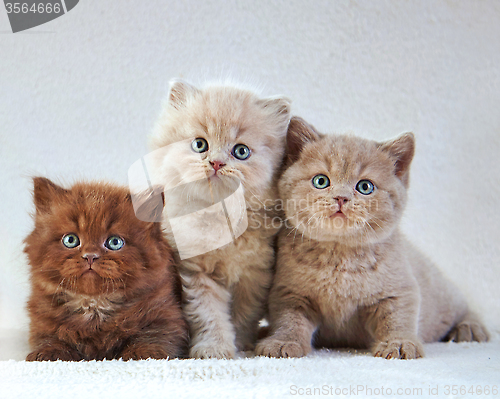 Image of British kittens