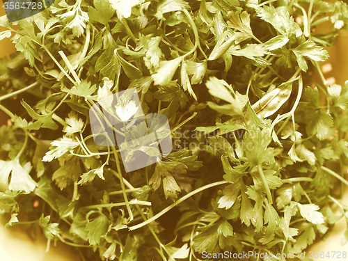 Image of Retro looking Parsley