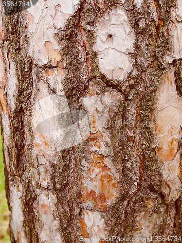 Image of Retro look Tree bark