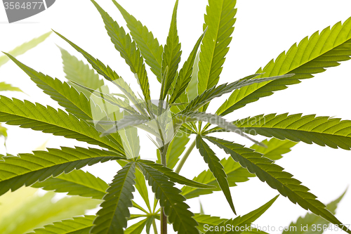 Image of Fresh Marijuana Plant Leaves on White Background