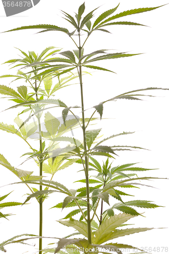 Image of Fresh Marijuana Plant Leaves on White Background