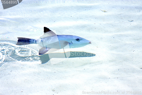 Image of little fish   isla contoy           in    the sea drop sunny  