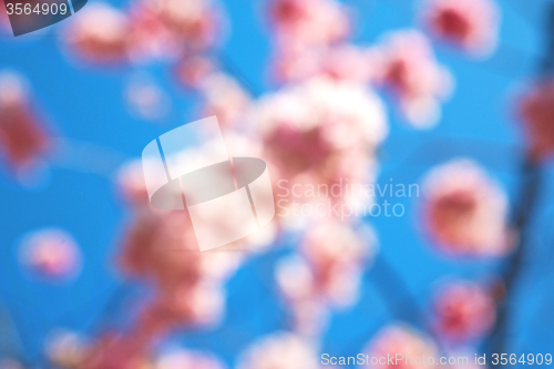 Image of   the white   tree and blossom flowers natural