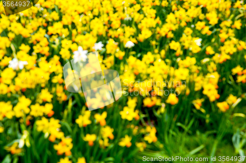 Image of  white in london yellow flower field nature  