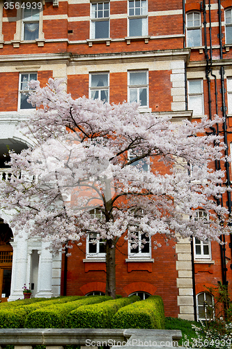 Image of tree  window in europe london  red brick wall     and      histo
