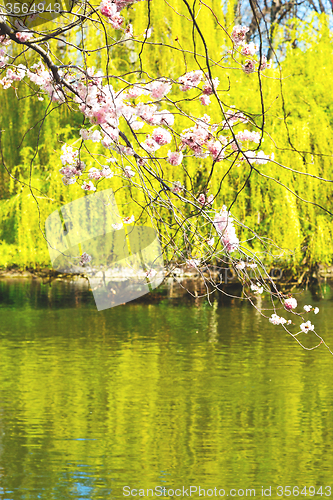 Image of in    park the pink tree and blossom flowers natural
