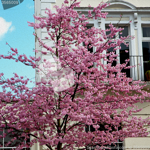 Image of tree  window in europe london  red brick wall     and      histo
