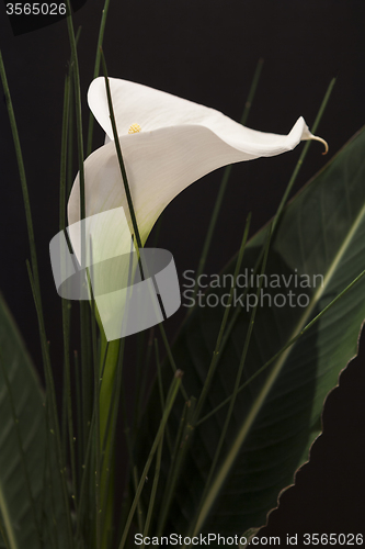 Image of White Calla Lili in front of black Background macro Detail