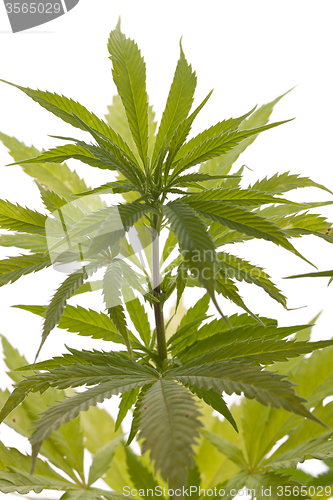 Image of Fresh Marijuana Plant Leaves on White Background