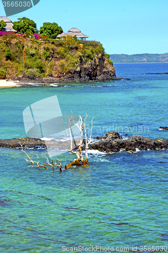 Image of beautiful andilana beach seaweed   indian dead tree and 