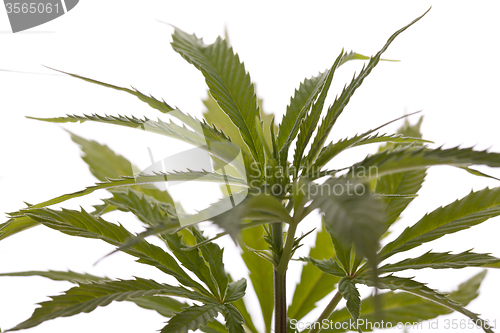 Image of Fresh Marijuana Plant Leaves on White Background