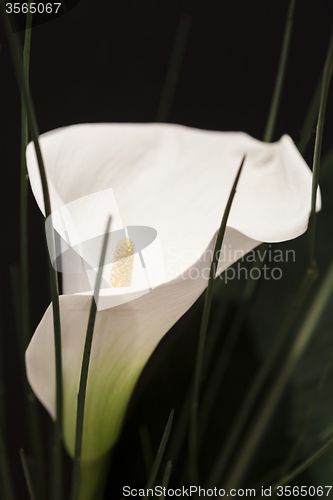 Image of White Calla Lili in front of black Background macro Detail