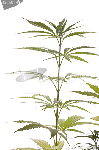 Image of Fresh Marijuana Plant Leaves on White Background