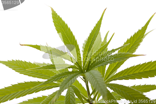 Image of Fresh Marijuana Plant Leaves on White Background