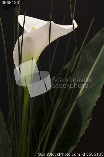 Image of White Calla Lili in front of black Background macro Detail