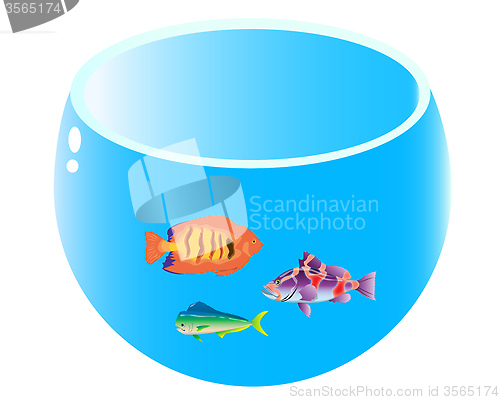 Image of home aquarium with three fish
