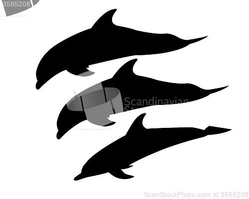 Image of three dolphins