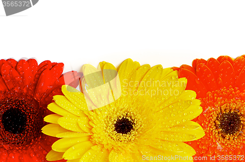 Image of Frame of Gerbera Daisy